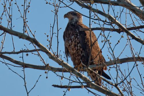 Z5E_2192_Nik-DeNoiseAI-standard_Nik_DxO