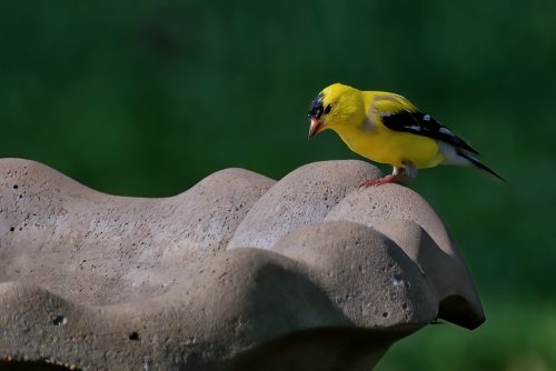 Z5E_2223_Nik-DeNoiseAI-standard_Nik_DxO