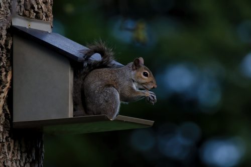 Z5E_2232_Nik-DeNoiseAI-standard_Nik_DxO