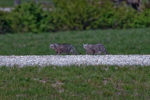 Z5E_2234_Nik-DeNoiseAI-standard_Nik_DxO