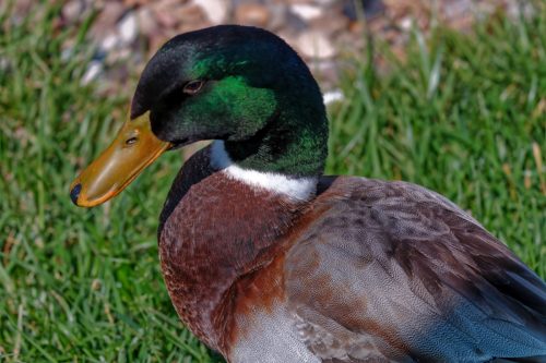 Z5E_2241_Nik-DeNoiseAI-standard_Nik_DxO