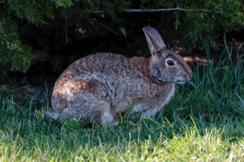 Z5E_2260_Nik-DeNoiseAI-standard-DeNoiseAI-standard_Nik_DxO