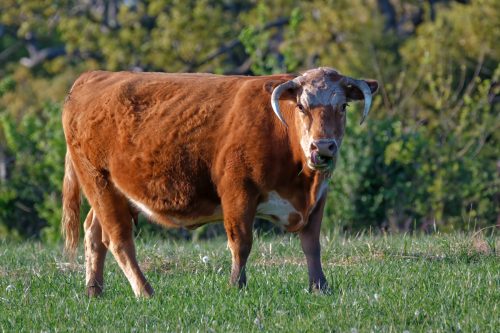 Z5E_2263_Nik-DeNoiseAI-standard_Nik_DxO