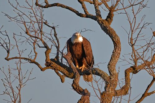 Z5E_2290_Nik-DeNoiseAI-standard_Nik_DxO