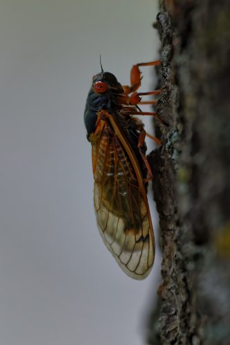 Z5E_2358_Nik-DeNoiseAI-standard_Nik_DxO