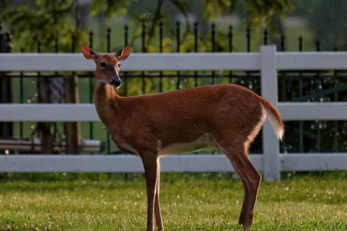 Z5E_2401_Nik-DeNoiseAI-low-light_Nik_DxO