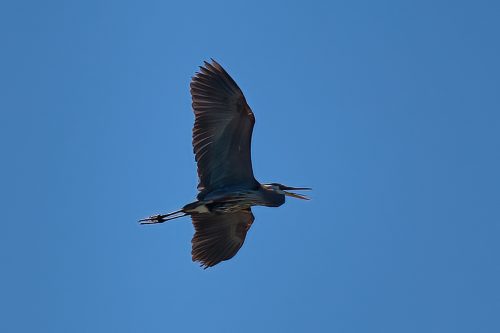 Z5E_2427_Nik-DeNoiseAI-standard_Nik_DxO