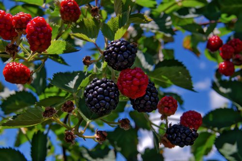 Z5E_3459_Nik-DeNoiseAI-standard_Nik_DxO