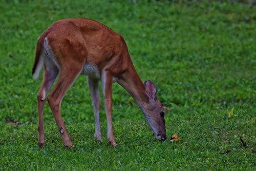 Z5E_3485_Nik-DeNoiseAI-standard_Nik_DxO