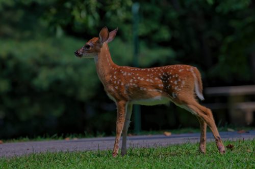 Z5E_3488_Nik-DeNoiseAI-standard_Nik_DxO