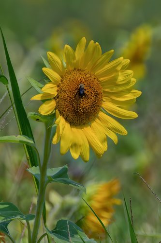 Z5E_3492_Nik-DeNoiseAI-standard_Nik_DxO