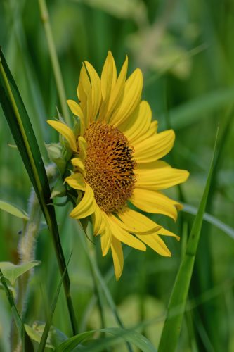 Z5E_3499_Nik-DeNoiseAI-standard_Nik_DxO