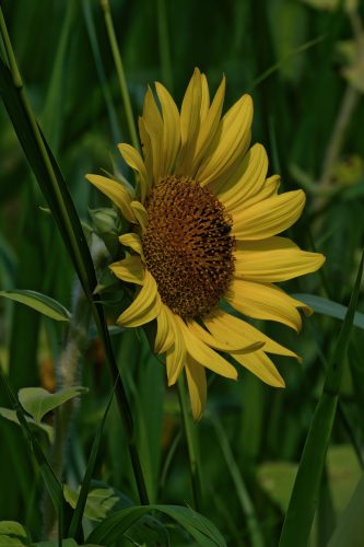 Z5E_3501_Nik-DeNoiseAI-standard_Nik_DxO