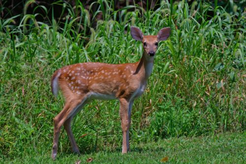 Z5E_3514_Nik-DeNoiseAI-standard_Nik_DxO