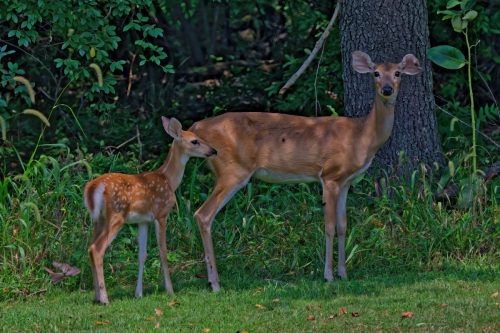 Z5E_3515_Nik-DeNoiseAI-standard_Nik_DxO