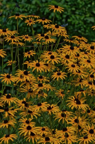 Z5E_3520_Nik-DeNoiseAI-standard_Nik_DxO