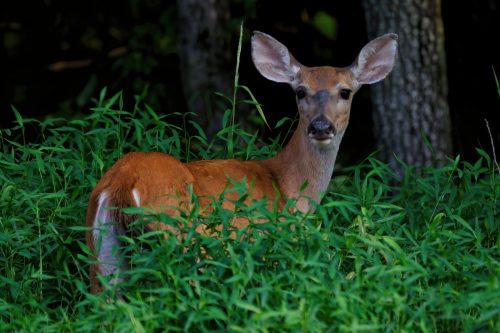 Z5E_3528_Nik-DeNoiseAI-standard_Nik_DxO