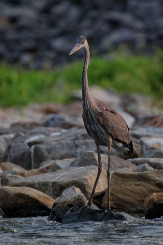 Z5E_3619_Nik-DeNoiseAI-clear_Nik_DxO