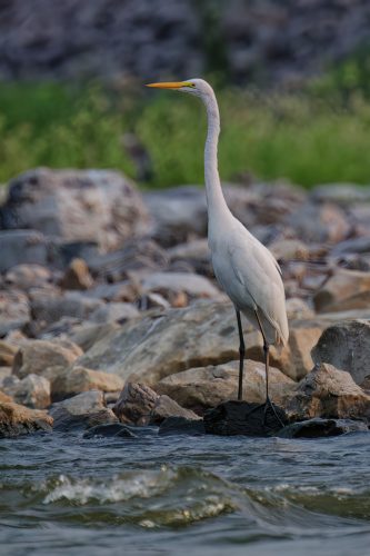 Z5E_3633_Nik-DeNoiseAI-low-light_Nik_DxO