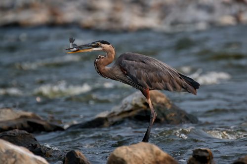 Z5E_3655_Nik-DeNoiseAI-clear_Nik_DxO