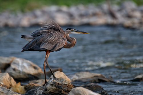 Z5E_3674_Nik-DeNoiseAI-clear_Nik_DxO