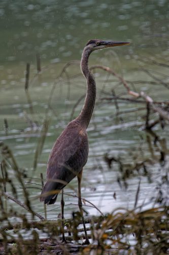 Z5E_3710_Nik-DeNoiseAI-low-light_Nik_DxO-1