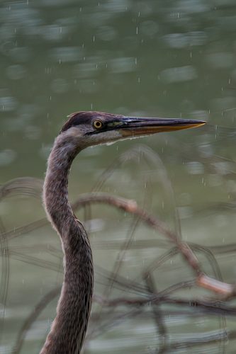 Z5E_3710_Nik-DeNoiseAI-low-light_Nik_DxO