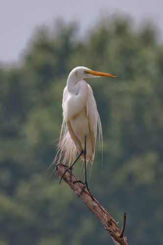 Z5E_3719_Nik-DeNoiseAI-low-light_Nik_DxO