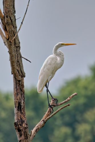 Z5E_3724_Nik-DeNoiseAI-low-light_Nik_DxO