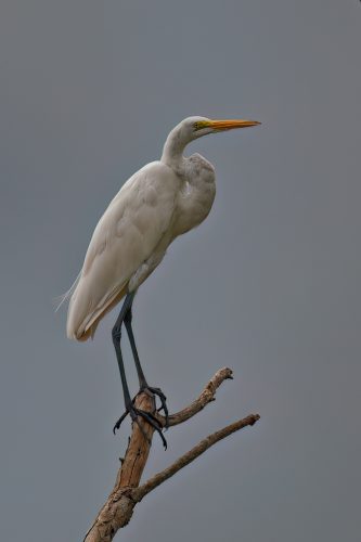 Z5E_3726_Nik-DeNoiseAI-low-light_Nik_DxO