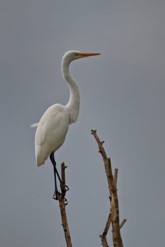 Z5E_3728_Nik-DeNoiseAI-low-light_Nik_DxO