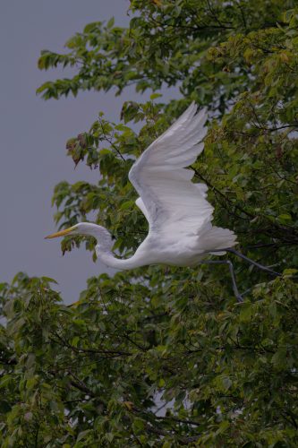 Z5E_3731_Nik-DeNoiseAI-low-light_DxO