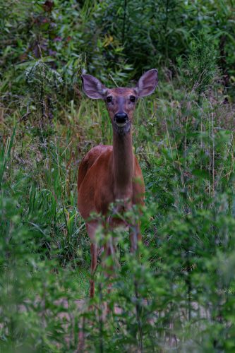 Z5E_3741_Nik-DeNoiseAI-low-light_Nik_DxO