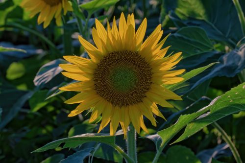 Z5E_3742_Nik-DeNoiseAI-standard_Nik_DxO