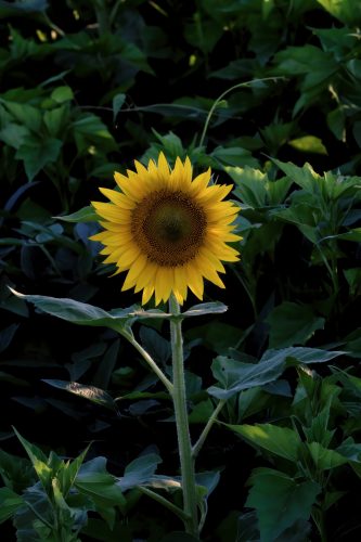 Z5E_3750_Nik-DeNoiseAI-standard_Nik_Nik_DxO