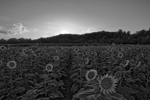 Z5E_3758_Nik-DeNoiseAI-standard_Nik_DxO_Nik_DxO