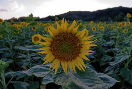 Z5E_3764_Nik-DeNoiseAI-standard_Nik_DxO