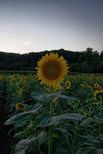 Z5E_3773_Nik-DeNoiseAI-standard_Nik_DxO