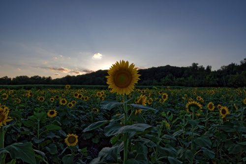 Z5E_3783_Nik-DeNoiseAI-standard_Nik_DxO