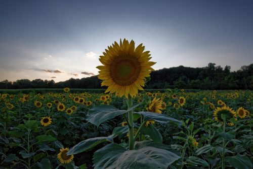 Z5E_3785_Nik-DeNoiseAI-standard_Nik_DxO