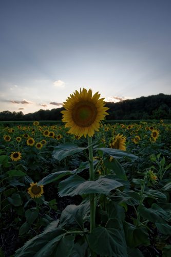 Z5E_3786_Nik-DeNoiseAI-standard_Nik_DxO