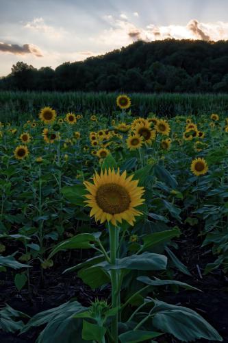 Z5E_3794_Nik-DeNoiseAI-standard_Nik_DxO