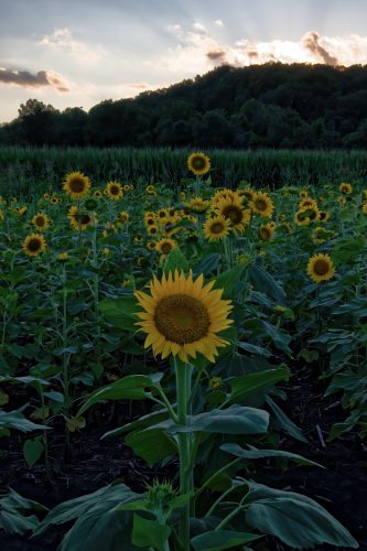 Z5E_3794_Nik-DeNoiseAI-standard_Nik_DxO