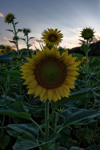 Z5E_3798_Nik-DeNoiseAI-standard_Nik_DxO