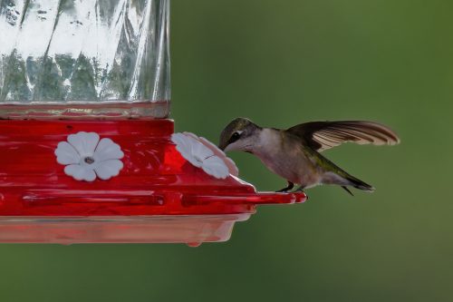 Z5E_3830_Nik-DeNoiseAI-standard_Nik_DxO