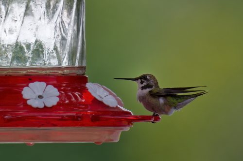 Z5E_3890_Nik-DeNoiseAI-standard_Nik_DxO