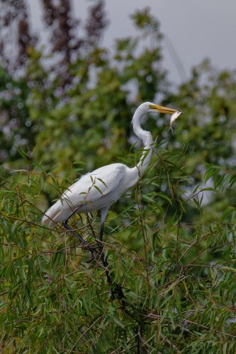 Z5E_4026_Nik-DeNoiseAI-standard_Nik_DxO