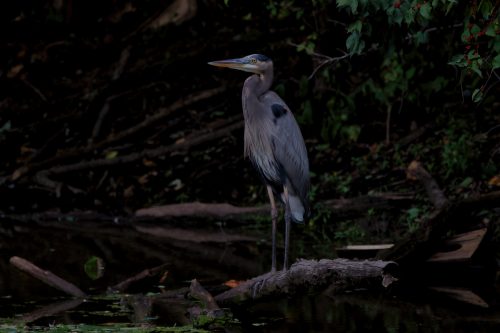 Z5E_4038_Nik-DeNoiseAI-standard_Nik_DxO