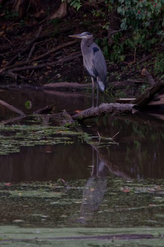 Z5E_4043_Nik-DeNoiseAI-standard_DxO