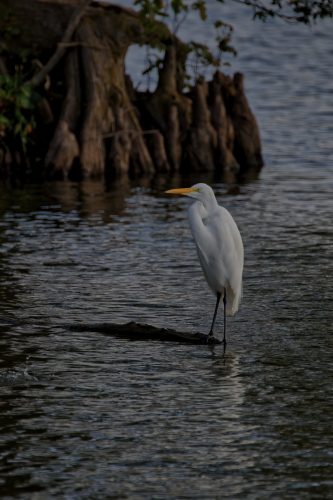 Z5E_4047_Nik-DeNoiseAI-standard_Nik_DxO